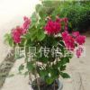 紅花三角梅盆栽地栽庭院攀援花卉綠植 重瓣大苗批發三角梅樹苗