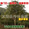嫁接桂花樹苗 桂花苗盆栽盆景 有丹桂金桂朱砂桂沉香桂月桂帶花苞