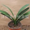 君子蘭苗 室內辦公室綠植盆景 盆栽花卉植物 君子蘭小圓頭 短葉