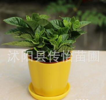 批發(fā)梔子花 室內盆栽花卉 綠植桌面盆景 梔子花鮮花