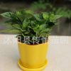 批發梔子花 室內盆栽花卉 綠植桌面盆景 梔子花鮮花