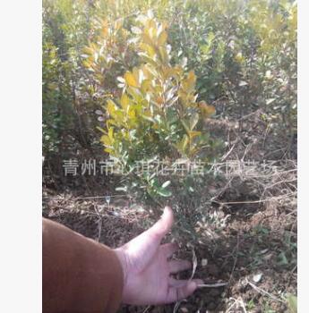 批發(fā)優(yōu)質(zhì)黃楊 小葉黃楊 瓜子黃楊 山東青州花卉 基地直銷(xiāo)