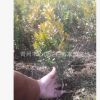 批發優質黃楊 小葉黃楊 瓜子黃楊 山東青州花卉 基地直銷