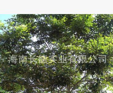 海南熱帶綠化苗木——黃花梨