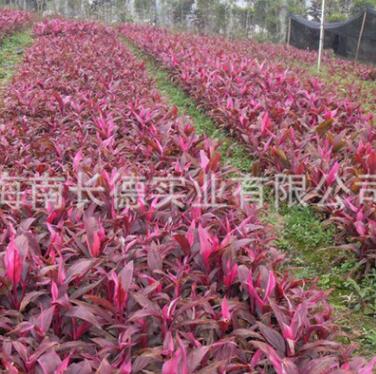批發苗木 各種規格優質朱蕉