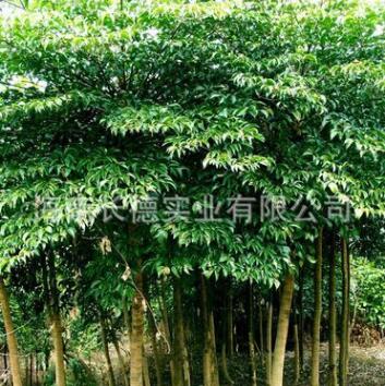 供應(yīng)海南綠化苗木晃傘楓