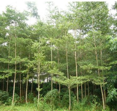 供應(yīng) 綠化苗木小葉欖仁8CM 成活率高小葉欖仁