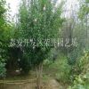 公園綠化木槿 長期銷售優質木槿 大量批發現貨木槿 價格低廉
