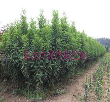紅葉碧桃嫁接方法 供應1-5公分紅葉碧桃 供應紅葉碧桃