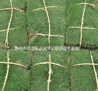 2015年*新百慕大草坪批發價格，百慕大草坪價格