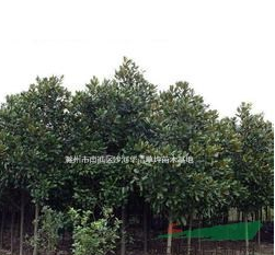 2015年廣玉蘭樹價格，*新廣玉蘭樹苗價格，廣玉蘭價格