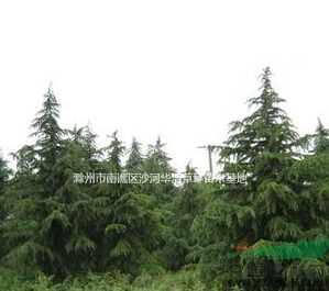 安徽雪松基地，優質雪松小苗，*便宜雪松批發價格