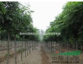 安徽供應各種規格欒樹，*便宜欒樹價格多少錢，優質欒樹小苗