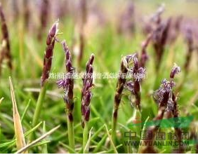 優質中華結縷草草坪，*新中華結縷草價格，中華結縷草批發