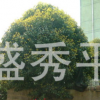 出售23公分大桂花樹 及各種規(guī)格桂花 綠化苗木