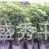 供應(yīng)四季桂花杯苗 高度60 冠幅30左右的四季桂花營養(yǎng)杯苗綠化苗木
