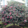 供應(yīng)茶梅球 各種規(guī)格茶梅 茶花 六角大紅茶花 綠化苗木