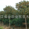 供應(yīng)高桿朱砂桂花樹 精品朱砂桂花樹 綠化苗木