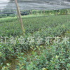 供應(yīng)茶梅苗木 各種規(guī)格茶梅苗木及綠化苗木