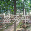 供應(yīng)地徑3到5公分的香泡樹苗 香泡樹 綠化苗木