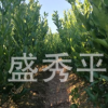 供應(yīng)移栽橘子苗 移栽一年至二年碰柑苗及水果苗木