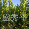 供應(yīng)移栽橘子苗 移栽一年至二年碰柑苗及水果苗木