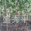 供應(yīng)地徑2--3--4公分的桂花樹 朱砂丹桂 金桂及各種綠化苗木