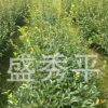 供應(yīng)冠幅80到1米的茶梅球 茶梅苗木 綠化苗木