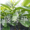 供應(yīng)紅肉蜜柚嫁接苗 紅心柚苗 一年生果樹苗木