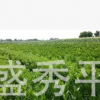 供應一年生嫁接桔子苗及移植一年二年桔子苗 綠化果樹苗木