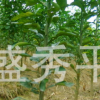 供應直徑2到3公分的香泡樹苗 高度2米的香泡苗 嫁接紅心蜜柚苗