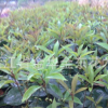 供應朱砂桂花扦插苗 移植一年朱砂桂花小苗 桂花苗木 綠化苗木
