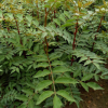 花椒苗基地直銷大紅袍花椒苗花椒小苗規格齊全花椒樹苗價格優惠