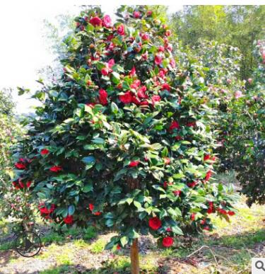 楓樹(shù)苗 綠化工程園林風(fēng)景落葉紅色楓樹(shù) 露天落葉楓樹(shù)苗