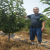 櫻桃苗種植需要事項(xiàng)有哪些 1畝地種植多少顆吉塞拉櫻桃樹(shù)苗合適