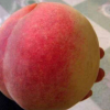 春秋季種植桃樹(shù)苗注意哪些事項(xiàng)裕農(nóng)農(nóng)業(yè)提供嫁接品種桃樹(shù)苗管理