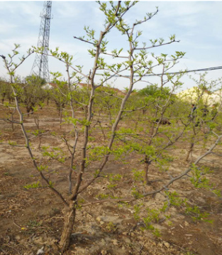棗樹苗幾月份成熟 專注培育產量高沾化冬棗苗 5~10公分冬棗樹苗