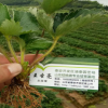 山東裕農(nóng)供應(yīng)紅顏草莓 甜寶草莓 結(jié)果早 根系發(fā)達(dá) 贈(zèng)送生根劑