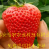 基地批發(fā)草莓苗 品種齊全 紅顏草莓苗 章姬草莓苗 價(jià)格優(yōu)惠