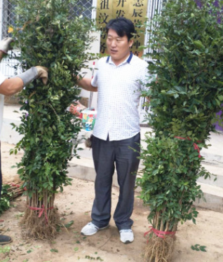 花椒苗基地大量供應 冬季如何購買花椒苗 大紅袍花椒苗成活高