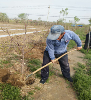 常年供應1~15公分棗樹苗 免費提供種植技術 冬棗樹苗種植與管理