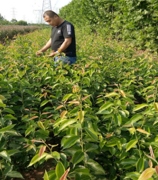 山東裕農苗圃供應紅梨樹苗 紅酥梨樹苗定金起苗 免費提供技術