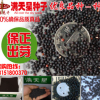 滿天星種子 春秋四季播種花卉種子滿天星吉普賽種子室內植物種子