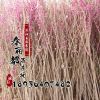 供應綠化苗木 紫荊 叢生紫荊 規格齊全 航道綠化苗 批發