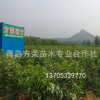 供應(yīng)美早黃蜜福星櫻桃苗1年苗 貨真價實 青島基地直供 價格實惠新