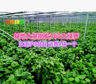 360#大綠蘿批發長藤茗雅儲水綠蘿花卉盆栽大量批發吸甲醛基地直銷