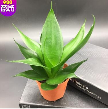 虎皮蘭長青虎 虎尾蘭 室內(nèi)辦公桌面吸甲醛綠植盆栽盆景
