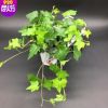 常春藤盆栽植物室內凈化空氣吊蘭綠色植物常青藤辦公室綠植花卉