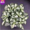 微景觀生態(tài)瓶雨林缸植物 粉安妮大火焰森林火焰網(wǎng)紋草植物盆栽