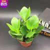簽名樹綠植花卉盆栽簽名樹搖錢樹翡翠室內(nèi)辦公室植物凈化空氣